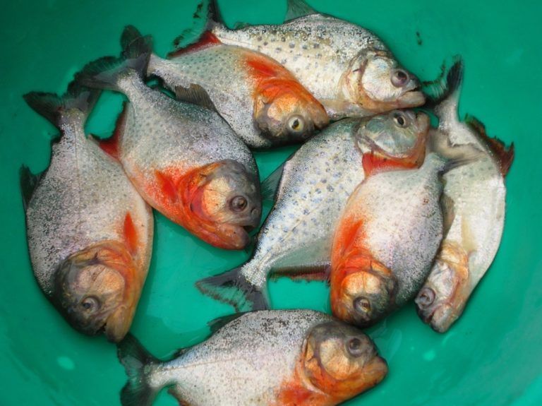El consumo de peces seguirá aumentando durante los próximos años