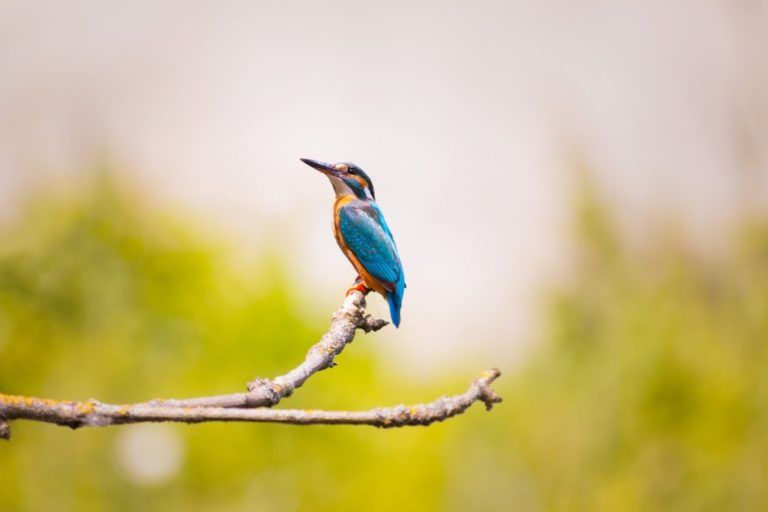 Cali es la ciudad de las aves aseguran expertos