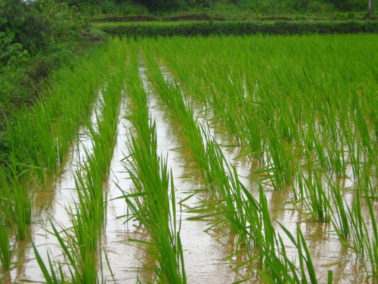 Radio Mundo Rural: ¿Cómo afecta el invierno cultivos y bolsillo de los colombianos?