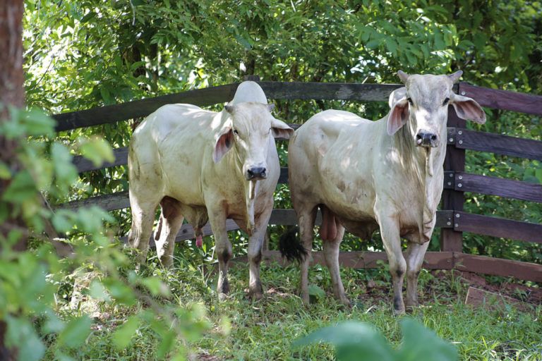 Se reabre el mercado para la carne bovina colombiana en Curazao