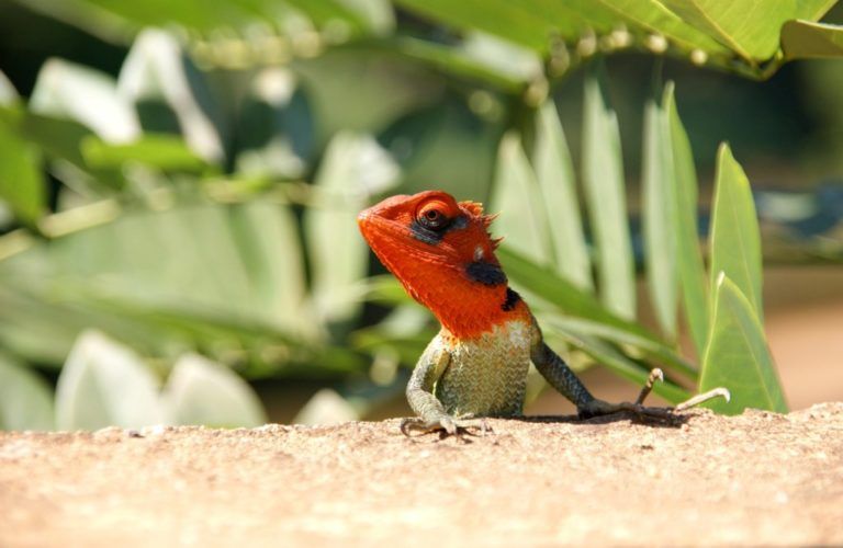 Una idea de negocio que cuida la biodiversidad