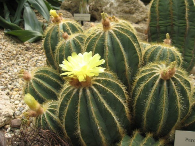Productores de Cactus le apuntan a la exportación y generación de empleos con esta planta