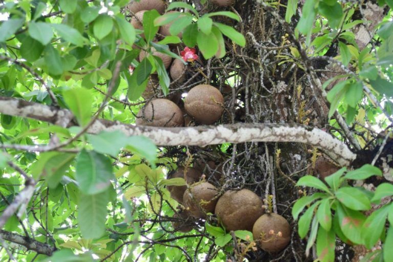 La historia del árbol de Los Maracos