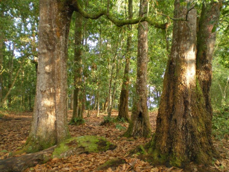 Habitantes rurales trabajan por la conservación de un bosque de roble