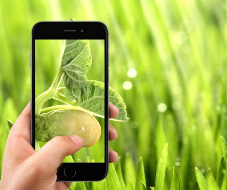 La clorofila de las plantas ahora se puede medir desde el celular
