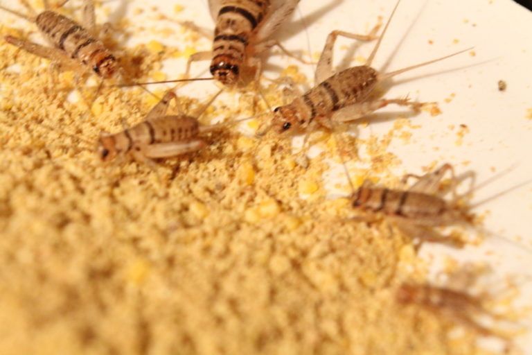 Harina de Grillo y otros insectos alternativa para combatir la desnutrición