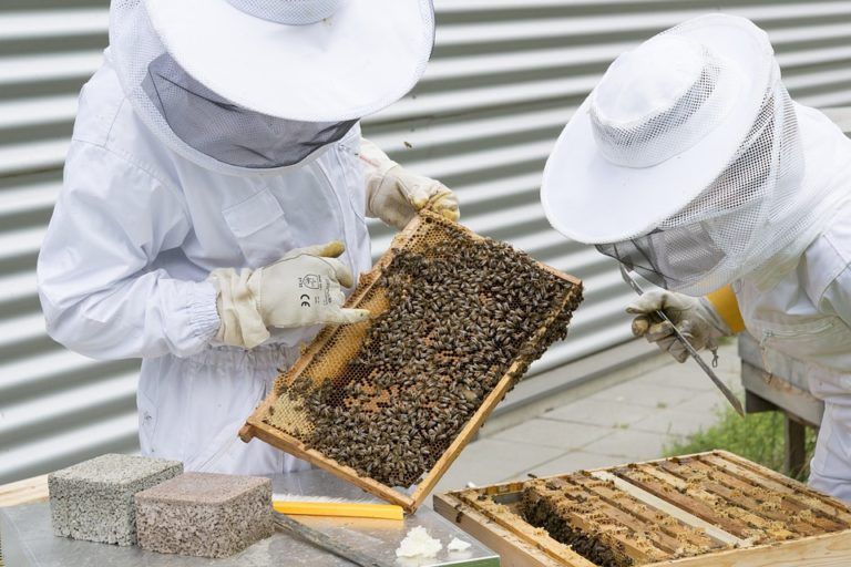 Proteger y fortalecer las abejas en Colombia con nuevo proyecto de ley