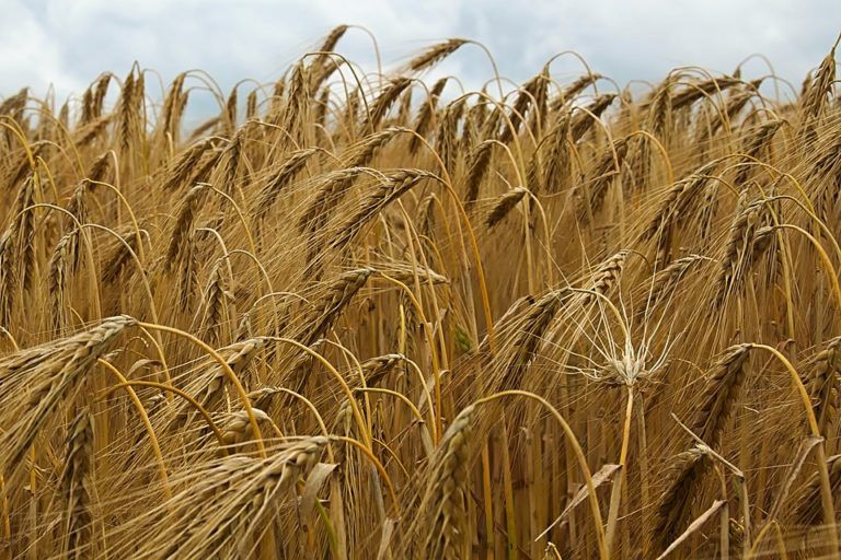 Bavaria le apuesta al agro colombiano para producir cerveza
