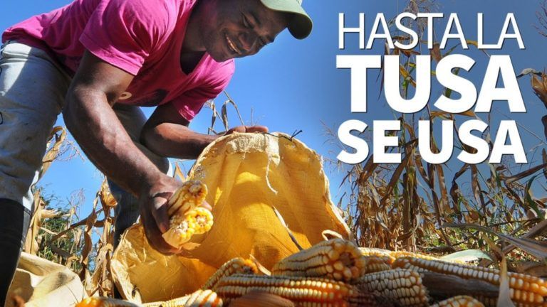La tusa de maíz molida, una alternativa para purificar el agua