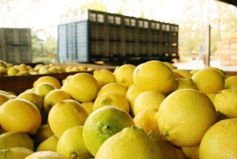 Productos cítricos, una oportunidad de exportación de Colombia a Estados Unidos