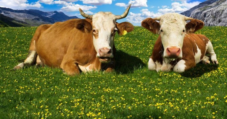 Vacas lecheras de Antioquia estarían afectando el medio ambiente