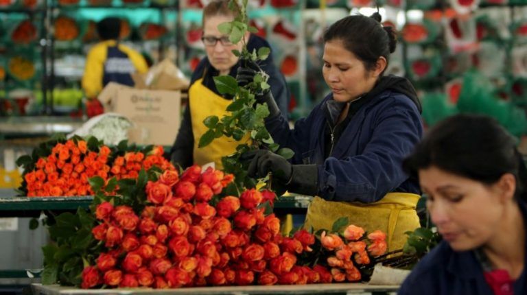 Colombia espera exportar 600 millones de flores a Estados Unidos