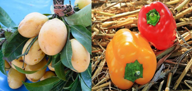 Pimentón, mango, carne bovina y aguacate hass nuevos productos a exportar desde Colombia