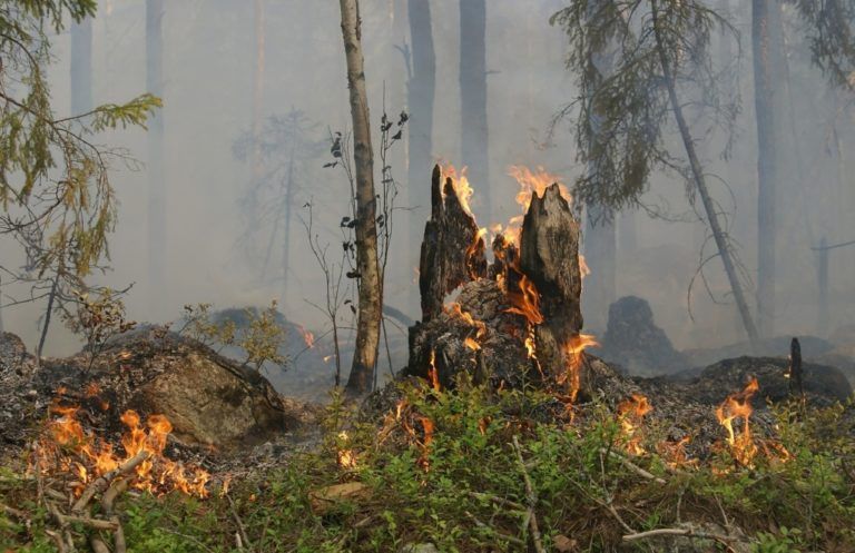 Recomendaciones para prevenir incendios forestales