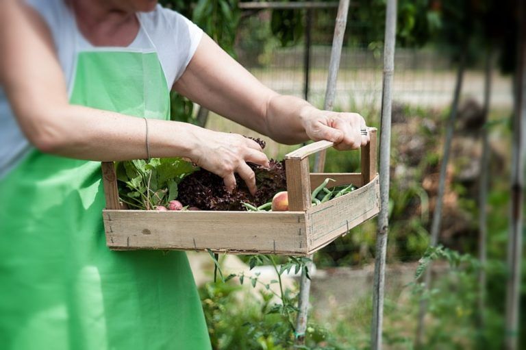 La agricultura para cuidar el ambiente y luchar contra la pobreza