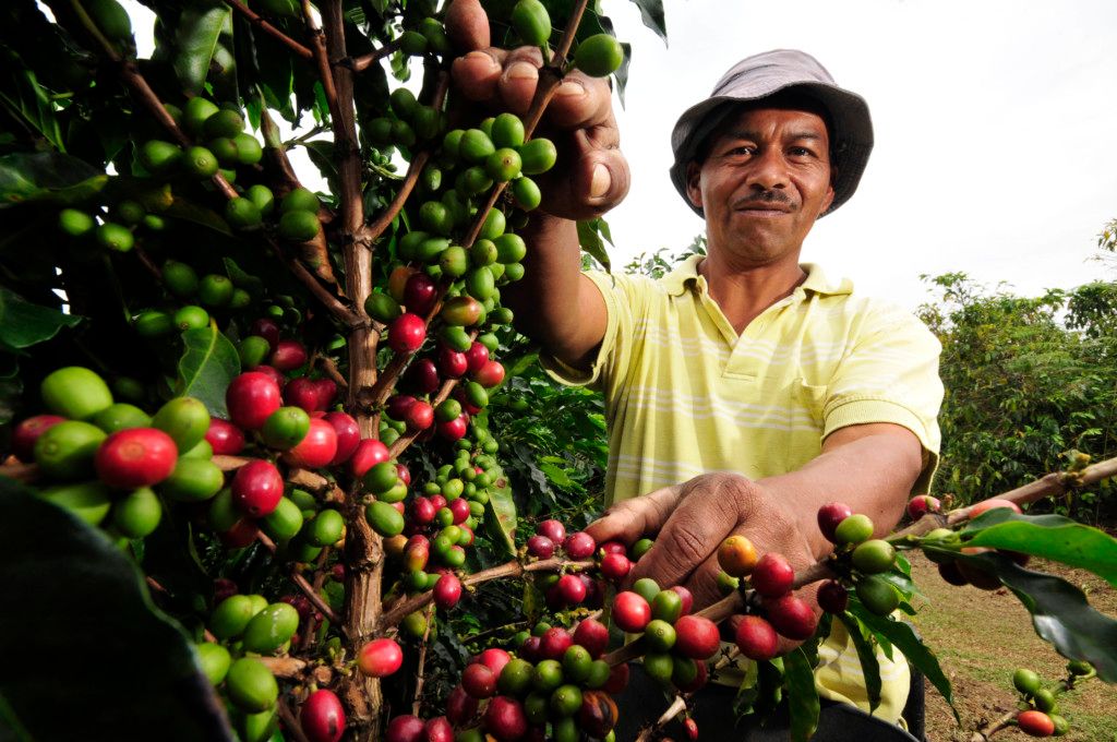 Caficultires celebran día del café