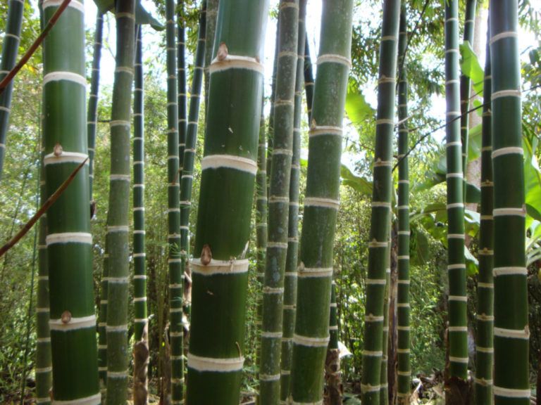 Guadua y coco pueden ser fuente de energías alternativas