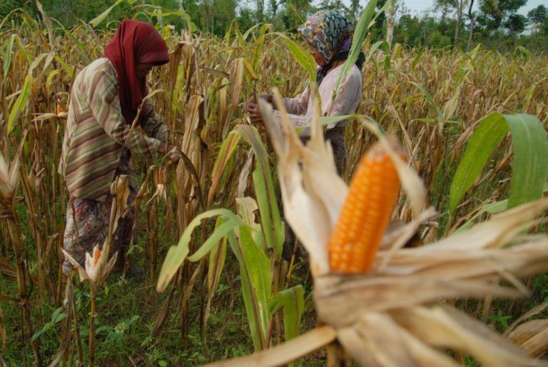 Brasil pone en marcha proyecto para fortalecer a pequeños agricultores