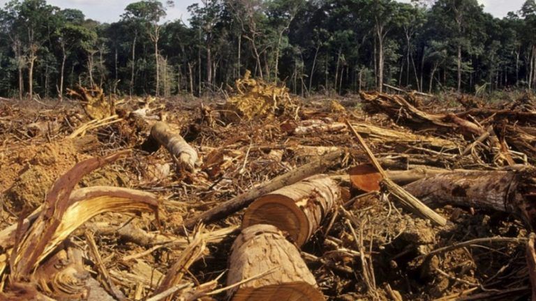 Se acaba el tiempo para los bosques