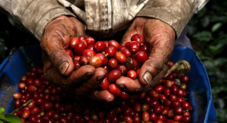 Preocupación de cafeteros por la notable caída del precio del café
