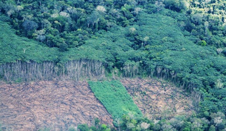 Comunidades rurales en Caquetá asumen su papel como protectores de los bosques