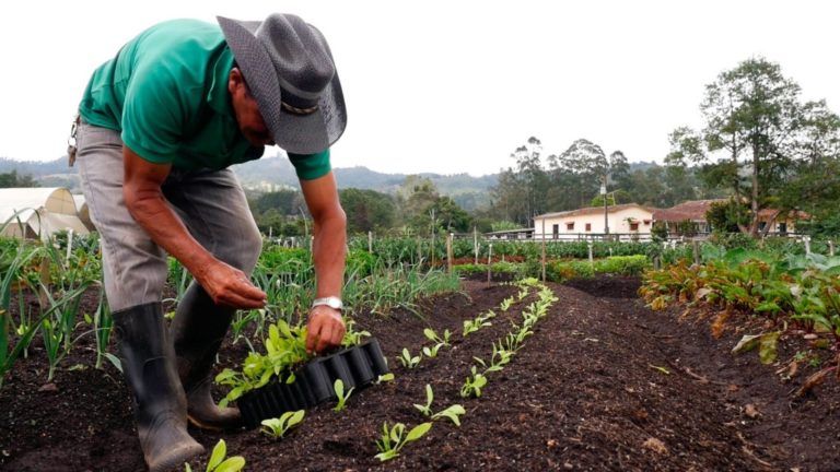 Fincas con diversidad de fuentes de ingreso enfrentan mejor las crisis económicas