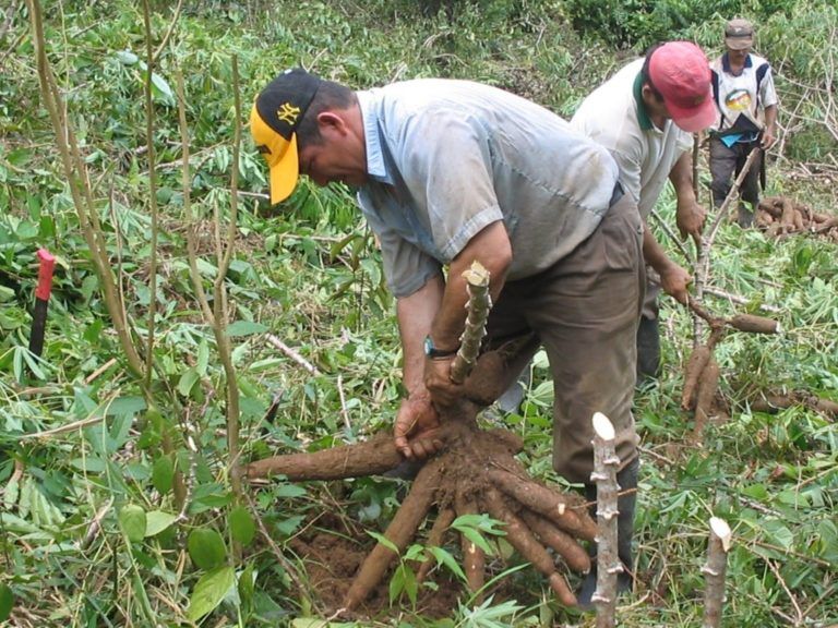 La herramienta digital que facilita la producción de yuca