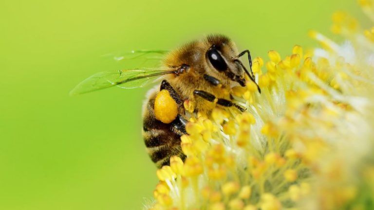 Desaparición de abejas alerta sobre posible crisis alimentaria