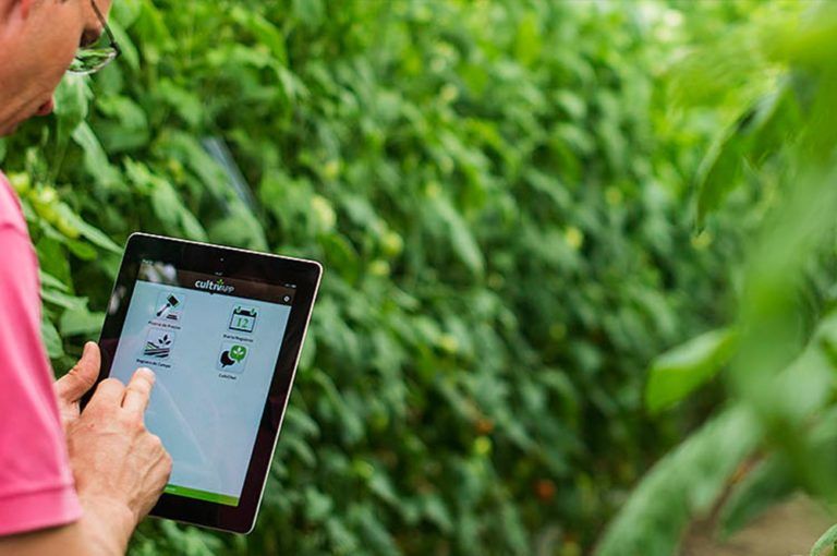 Cultiia: una aplicación móvil chilena que busca asistir al agricultor colombiano