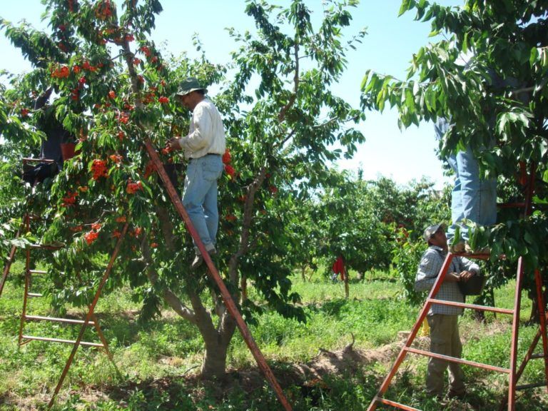 Acciones agrícolas ejemplares en Norte de Santander