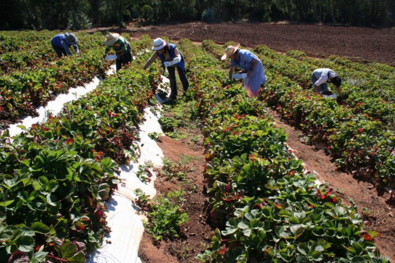 Llegó la hora para la innovación agropecuaria