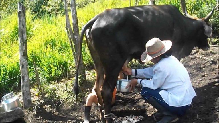 Derivados lácteos, una alternativa para campesinos de Une, Cundinamarca
