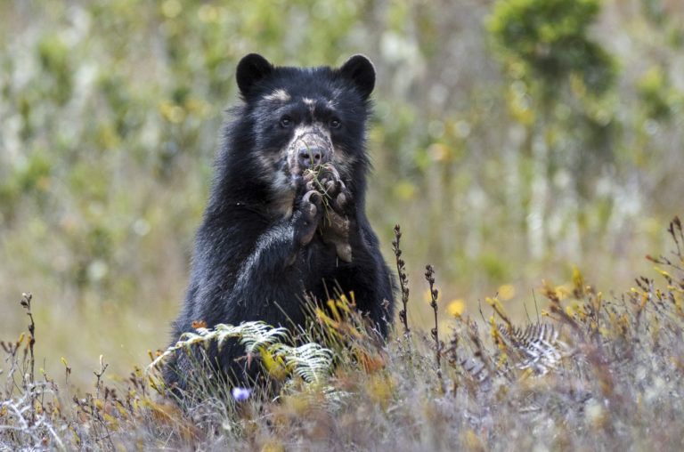 Las comunidades rurales, guardianes del oso de anteojos