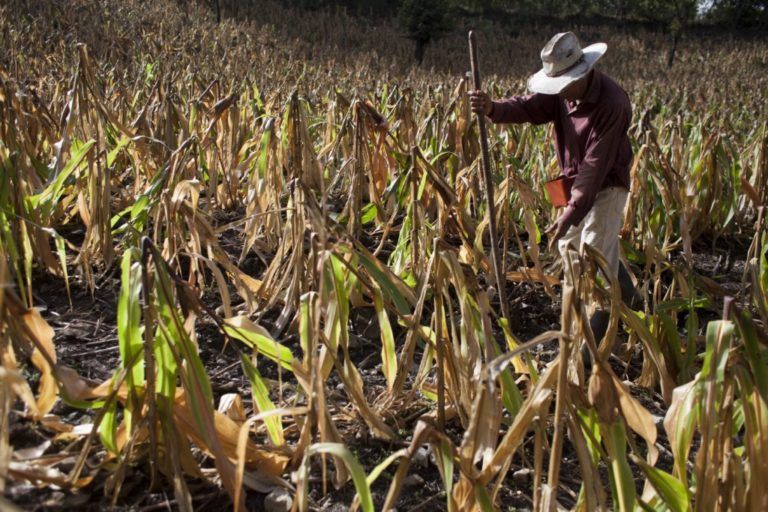 El papel del comercio internacional de alimentos frente al cambio climático