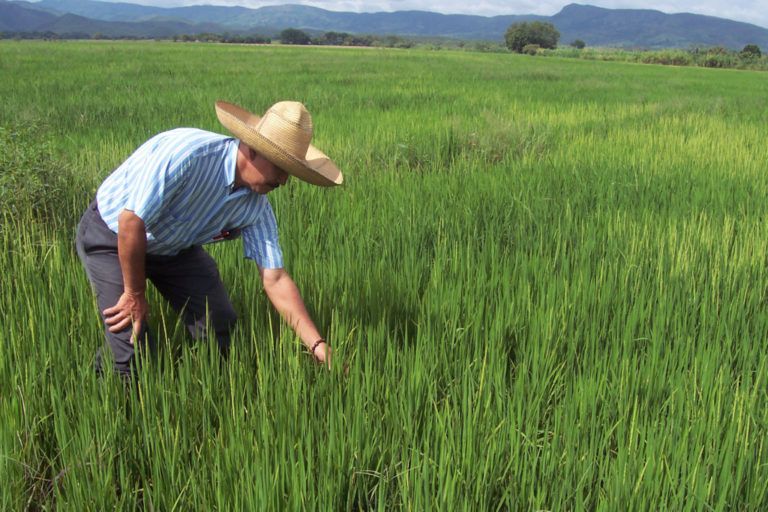 Arroceros y congresistas piden a Minagricultura actuar sobre el precio del arroz