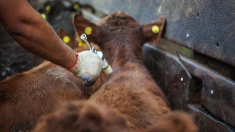 Conozca todo sobre la fiebre aftosa
