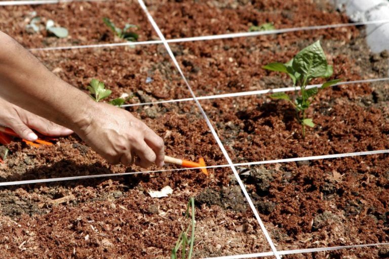 Un taller para aprender a diseñar una huerta ecológica