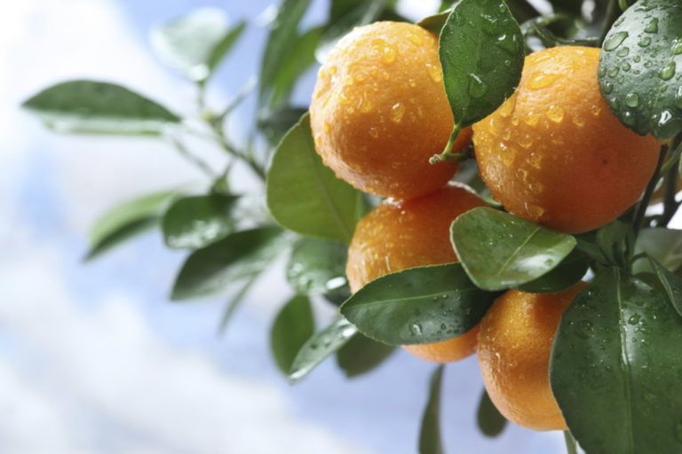 Colombia envía el segundo embarque de 22.5 toneladas de cítricos dulces a Estados Unidos