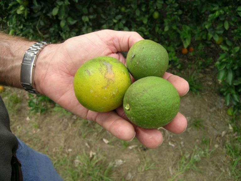 Los cítricos en el Caribe se encuentran en emergencia fitosanitaria