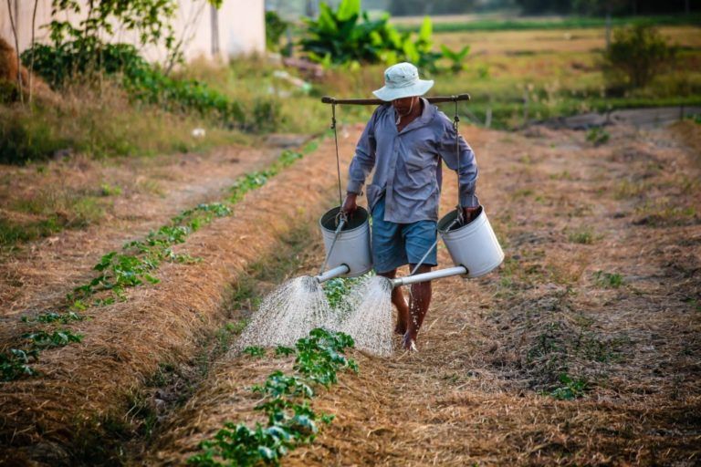 Las Cartas del Campo: ¿Se imagina una vida sin campesinos?