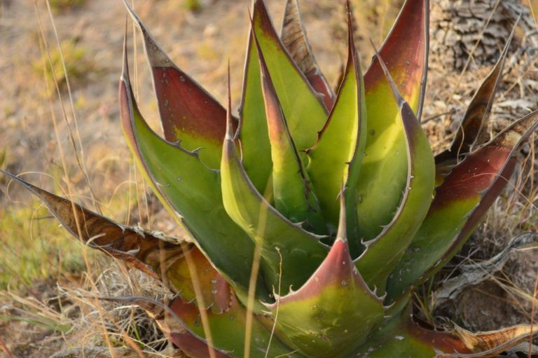 El cultivo de sábila abre caminos en Boyacá