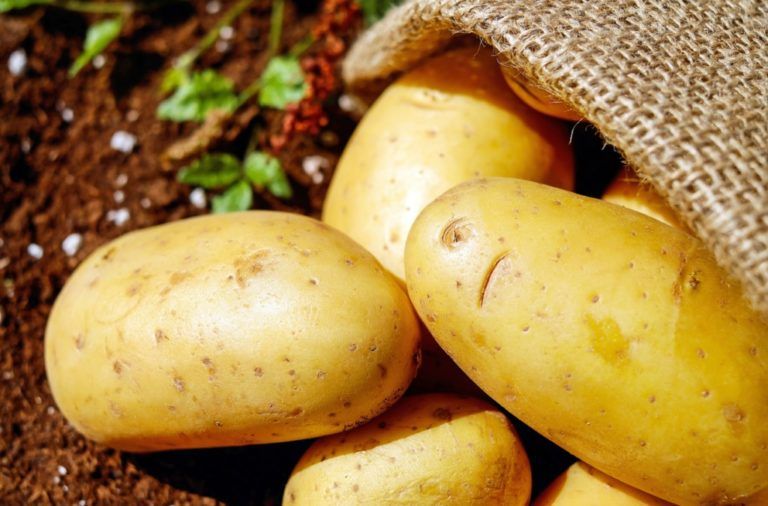 La papa, el segundo producto agrícola más importante de Colombia