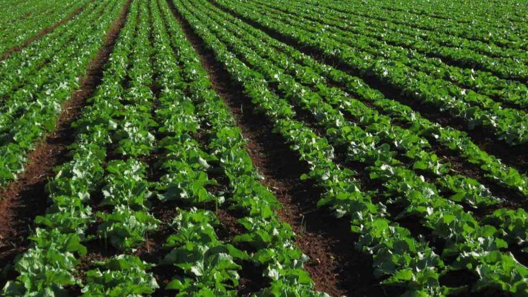Lechuga nortesantandereana con problemas para ser exportada