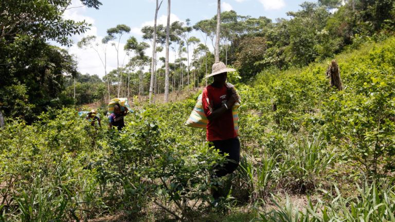 Radio Mundo Rural: Apoyar al agro para combatir los cultivos de uso ilícito