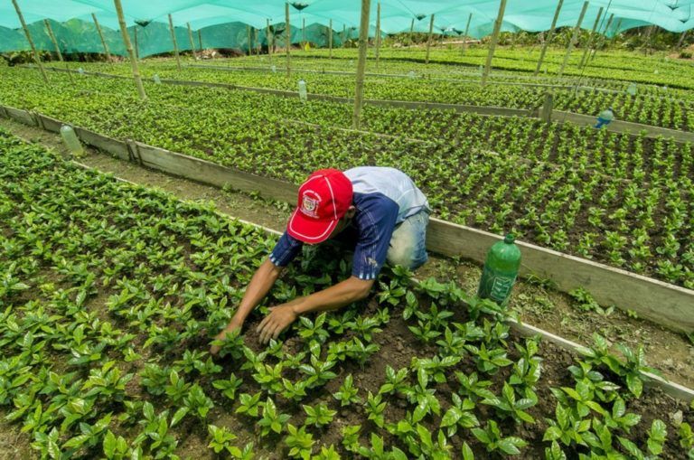 La agricultura de alto rendimiento le podría hacer bien al medio ambiente