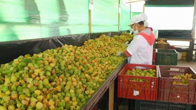 La uchuva y la gulupa nortesantanderiana, productos apetecidos internacionalmente