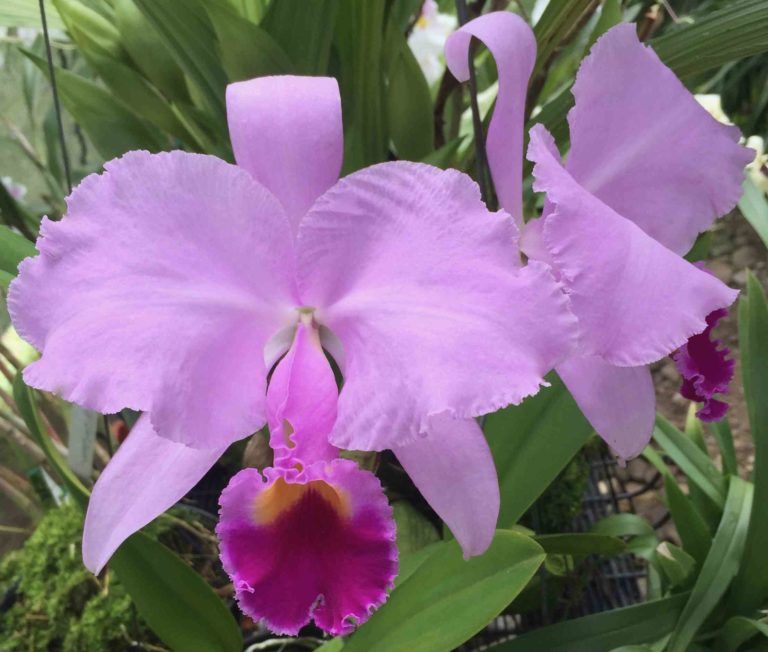 Aumentan las exportaciones de la orquídea colombiana