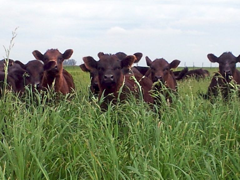 Algunas recomendaciones para mejorar las pasturas para alimentar al ganado
