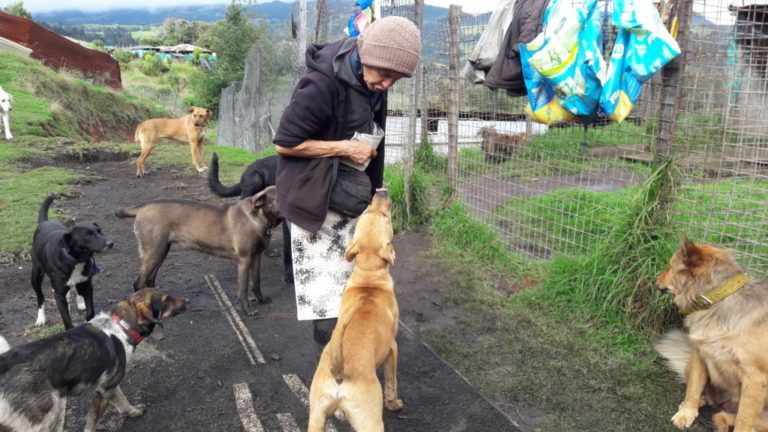 Conozca los cuidados que debe tener con su perro en el campo