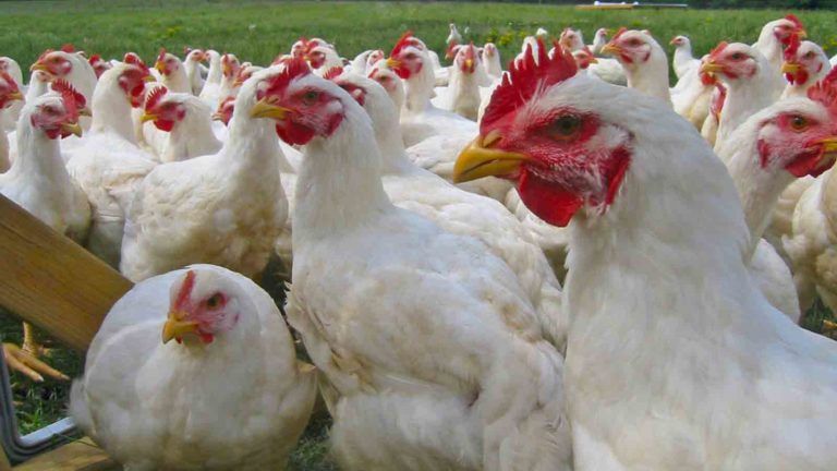 Avicultores lideran la producción de carne en Colombia